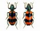 Trichodes sp. di Savsat e Trichodes apiarius di Miane.JPG