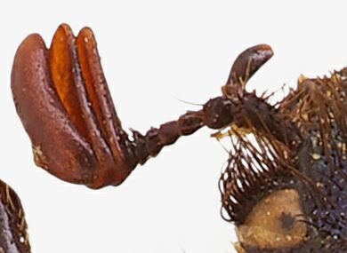 CROP amphicoma.jpg