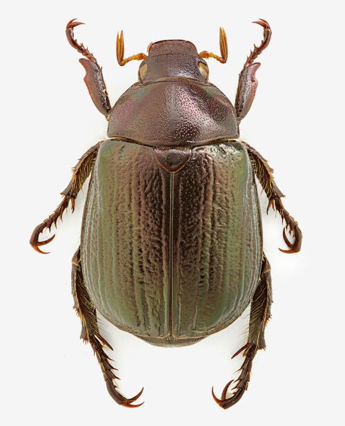 Mimela junii miksici.jpg