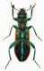 Trichodes sp.-Grecia Peloponneso- Sparti Prov.Loc.Mistras,450 sl. -23-VI-2007-Leg. Enrico Grazioli_01_Verso.JPG
