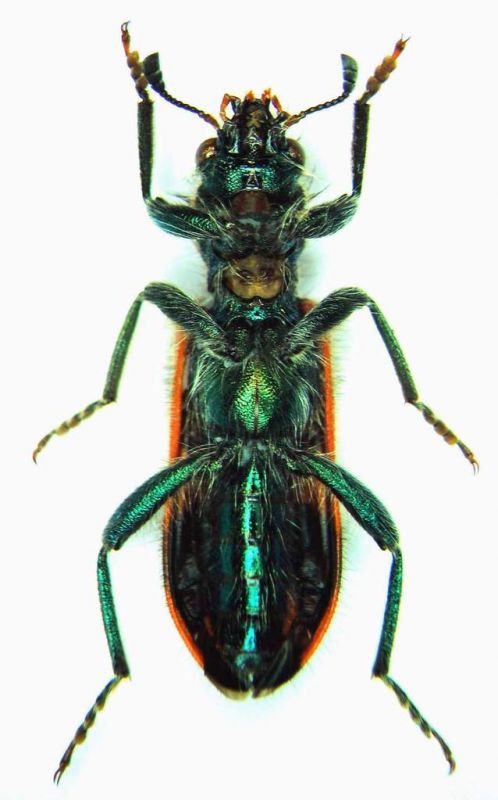 Trichodes sp.-Grecia Peloponneso- Sparti Prov.Loc.Mistras,450 sl. -23-VI-2007-Leg. Enrico Grazioli_01_Verso.JPG