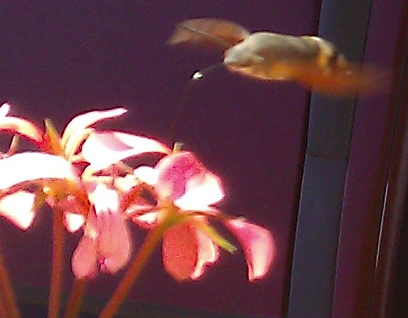 Insetto su gerani 01.jpg