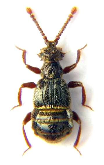 Centrotoma lucifuga HEYDEN, 1849.jpg