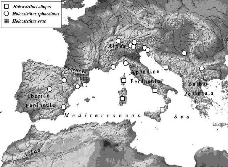 Holcostethus.jpg
