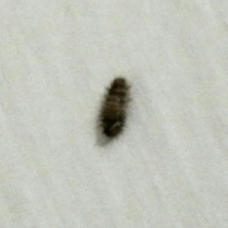 animal house 165.jpg