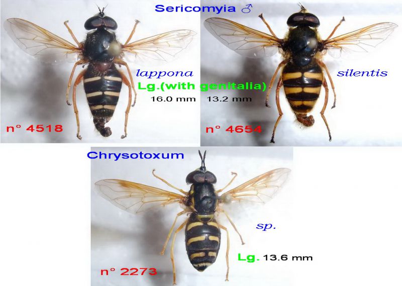 Chrysotoxum sp. + Sericomyia M - lappona & silentis - légendés.jpg