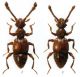 Batrisodes delaportei (AUBE, 1833).jpg
