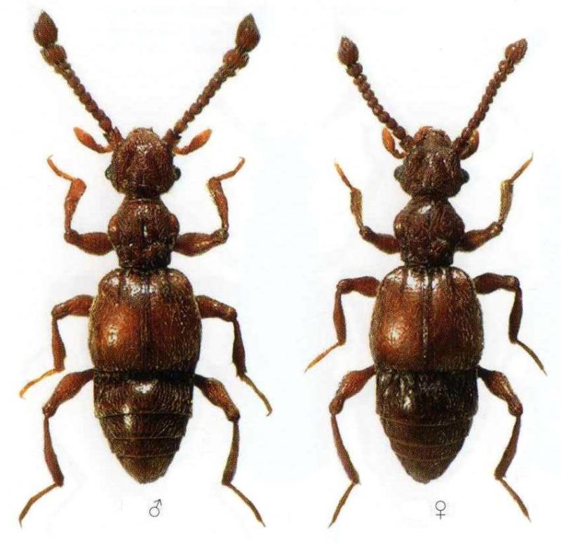 Batrisodes delaportei (AUBE, 1833).jpg