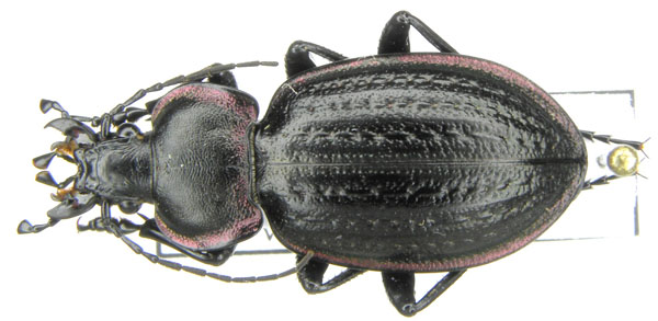 Eurycarabus famini famini.JPG