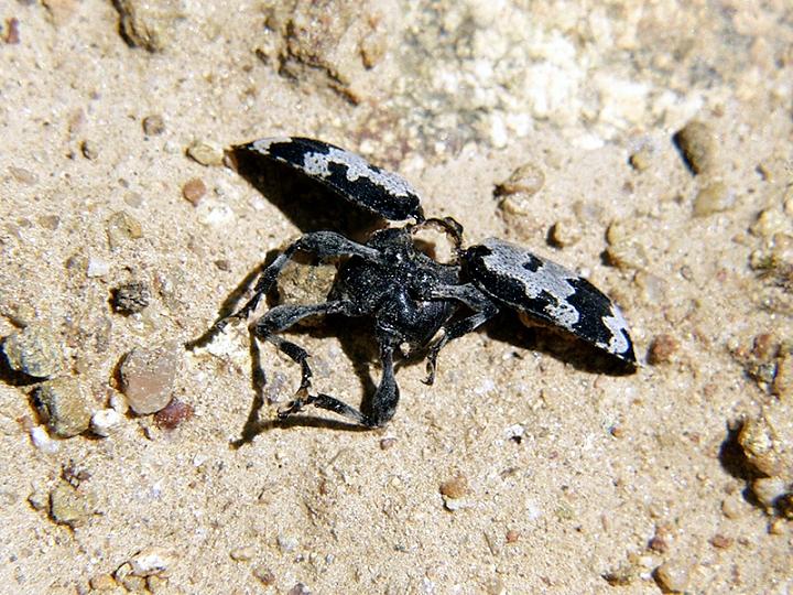 A.krueperi_habitat_5.JPG