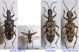 Rhagium 1.JPG