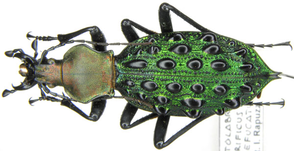 Coptolabrus szechwanensis variefucatus Font, 1997 - China, N Hubei.JPG