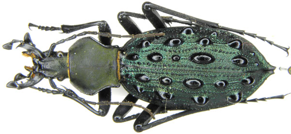 Coptolabrus szechwanensis szechwanensis Hauser, 1931 - Jinfo Shan.JPG