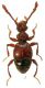 Batrisodes venustus (Reichenbach, 1816).jpg