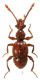 Batrisodes oculatus (Aubé, 1833).jpg