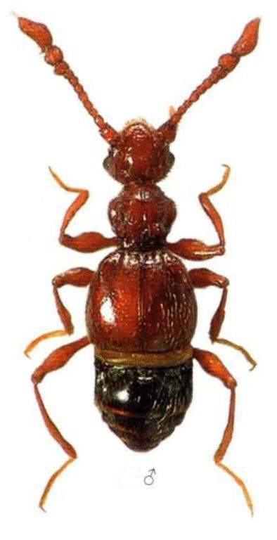 Batrisodes hubenthali Reitter, 1913.jpg