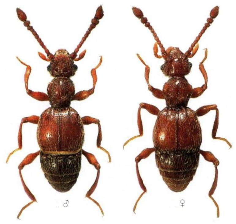 Batrisodes adnexus (Hampe, 1863).jpg