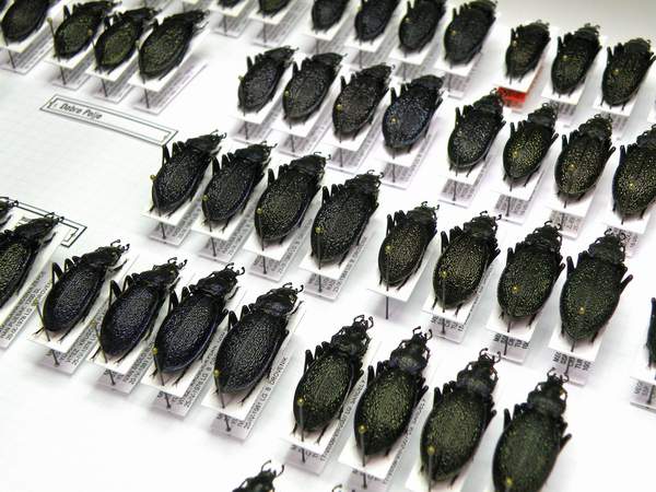 8-Megodontus croaticus ssp.-montati su cartellino 30x10.JPG