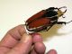 5-Particolare della Mecynorrhina ugandensis.JPG