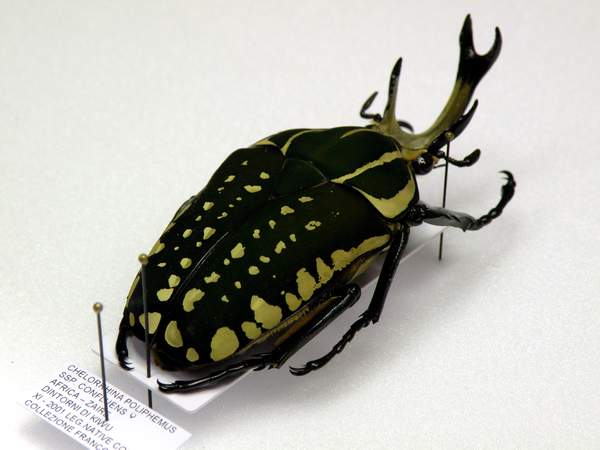 3-Chelorrhina poliphemus mm.73 - Zaire - montata su cartellino da 55x20.JPG