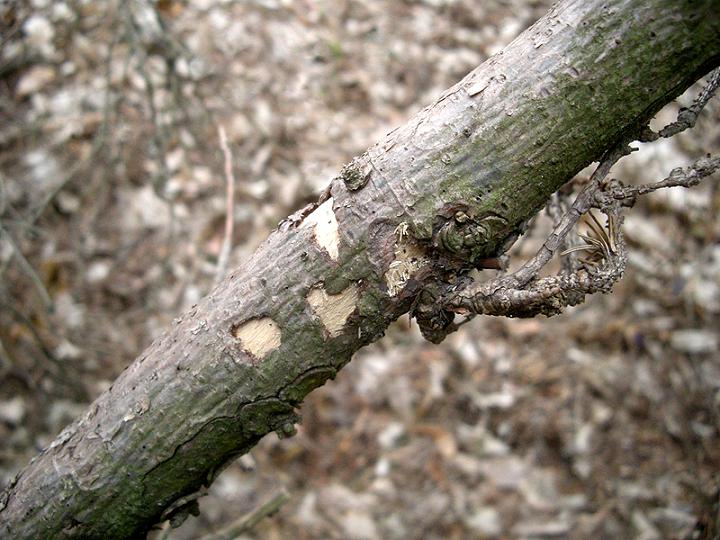 M.saltuarius_Kabaty_07.IV.2012 013.jpg