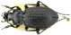 C. (Eurycarabus) famini berberus Géhin, 1885 - 21mm - Algeria, Kabylia.JPG