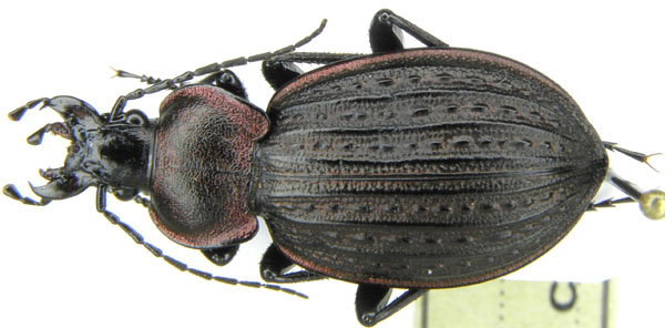 C. (Eurycarabus) famini numidus Castelnau, 1835 - 24mm - Tunisia, Ain Draham.JPG