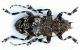 Aegomorphus obscurior_female.jpg
