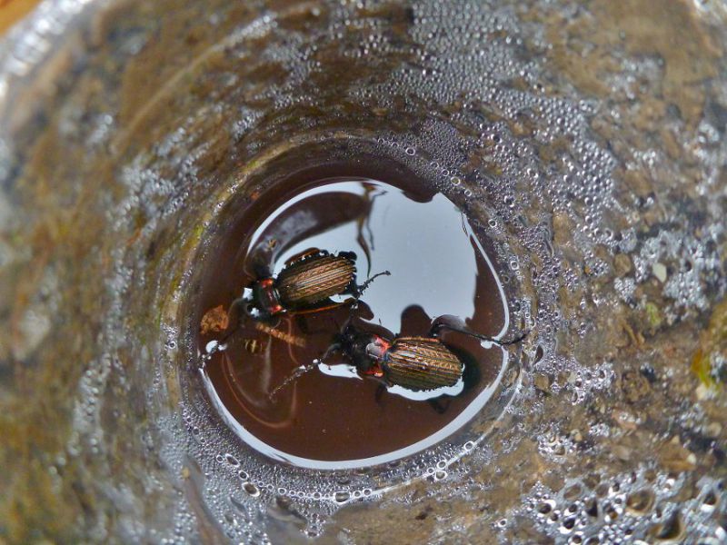 Carabus_mornillosus2.JPG