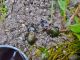 Carabus_morbillosus.JPG