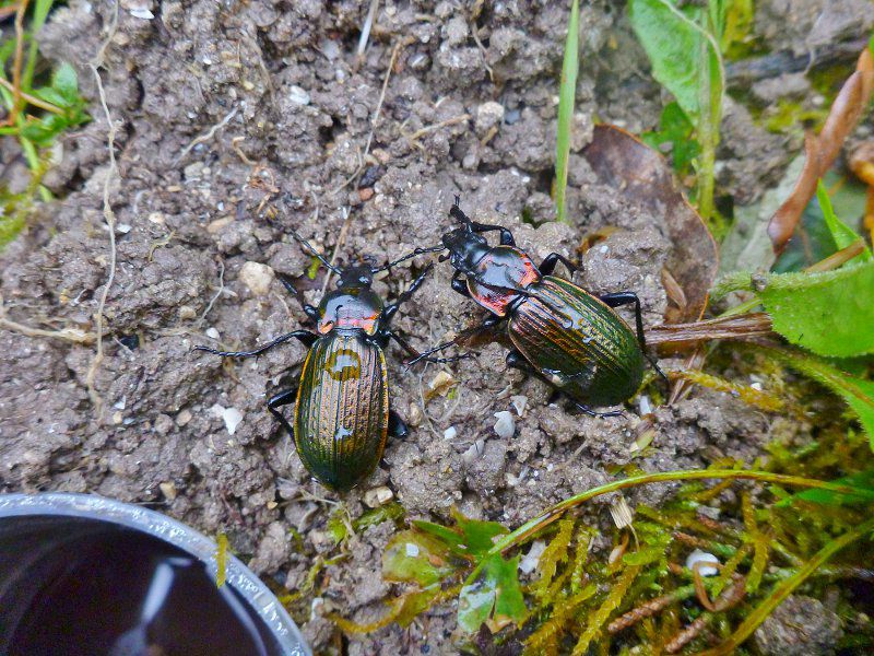 Carabus_morbillosus.JPG