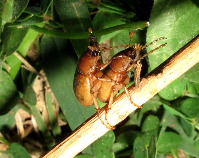 Geotrogus capito 011.JPG