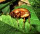 Geotrogus capito 027.JPG