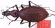 C. (Acoptolabrus) constricticollis limes Rapuzzi, 2009 Holotypus.JPG