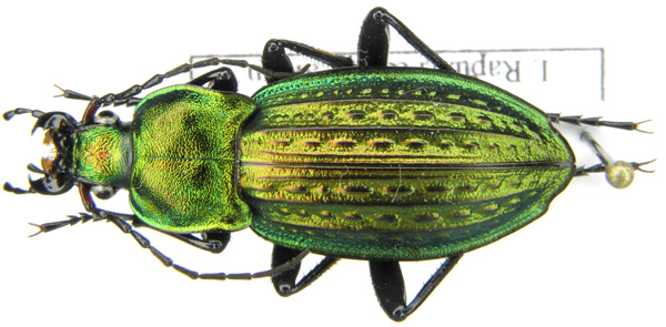 C. (Autocarabus) cancellatus duftschmidi Géhin, 1876 (f).JPG