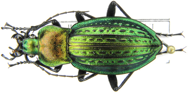 C. (Autocarabus) cancellatus duftschmidi Géhin, 1876 (e).JPG