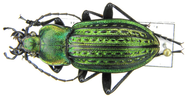 C. (Autocarabus) cancellatus duftschmidi Géhin, 1876 (b).JPG