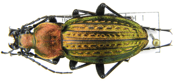 C. (Autocarabus) cancellatus duftschmidi Géhin, 1876 (a).JPG