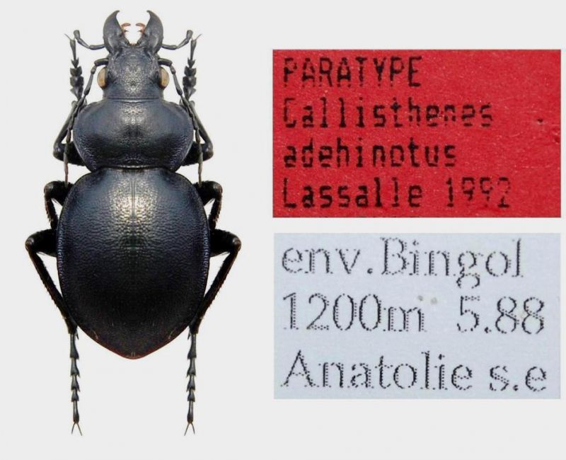 Callisthenes adehinotum Lassalle, 1993 (2).JPG