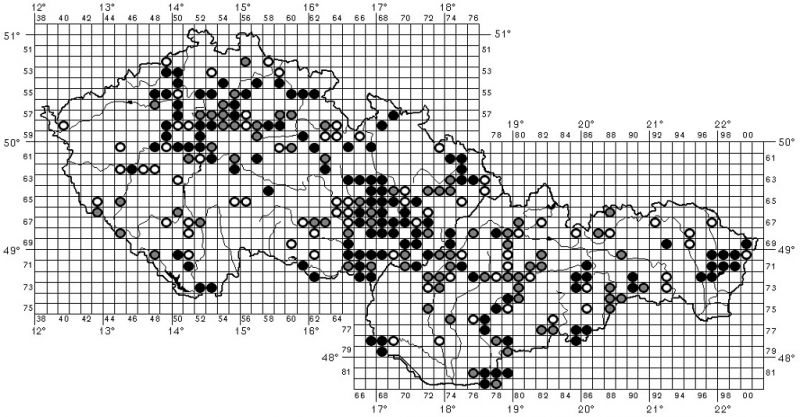 Odonteus armiger.jpg