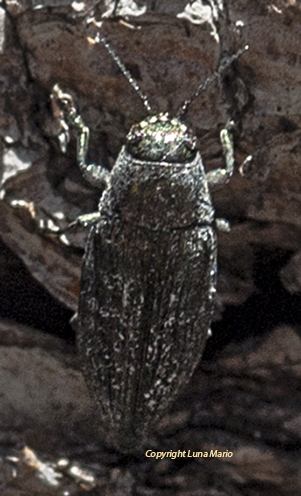 1- Buprestios haemorhoidalis araratica.jpg
