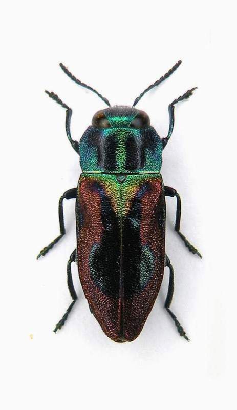 Antaxia candens female -Italy-Venezia Giulia-Loc.Prosecco, 480 mt.-23-V-2004-legit Franco Sandel_01.JPG