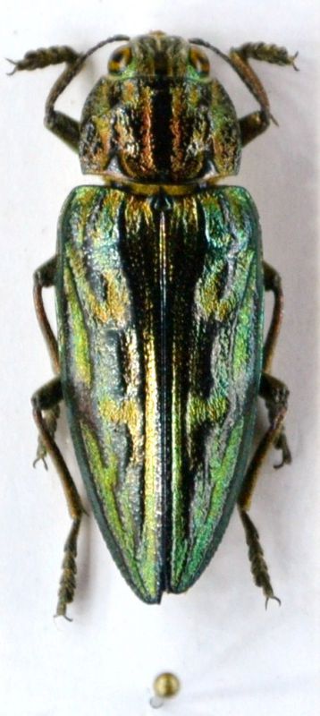 Nuovo esemplare 2.JPG