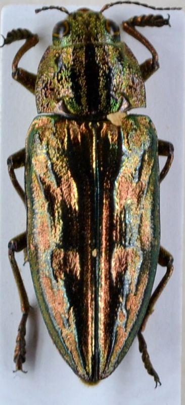 Nuovo esemplare 1.JPG