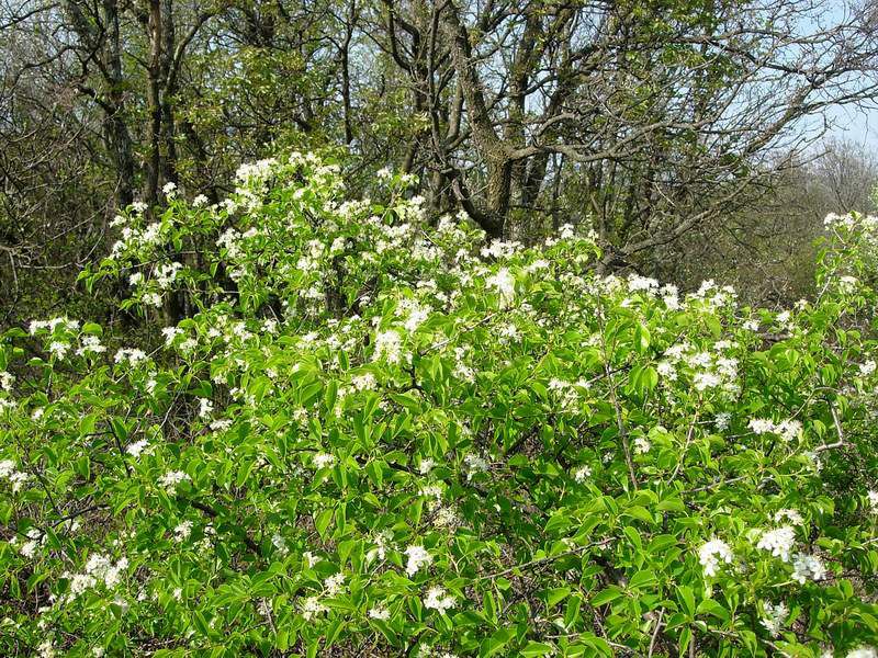 13 Aprile 2007 - Prosecco 01.JPG