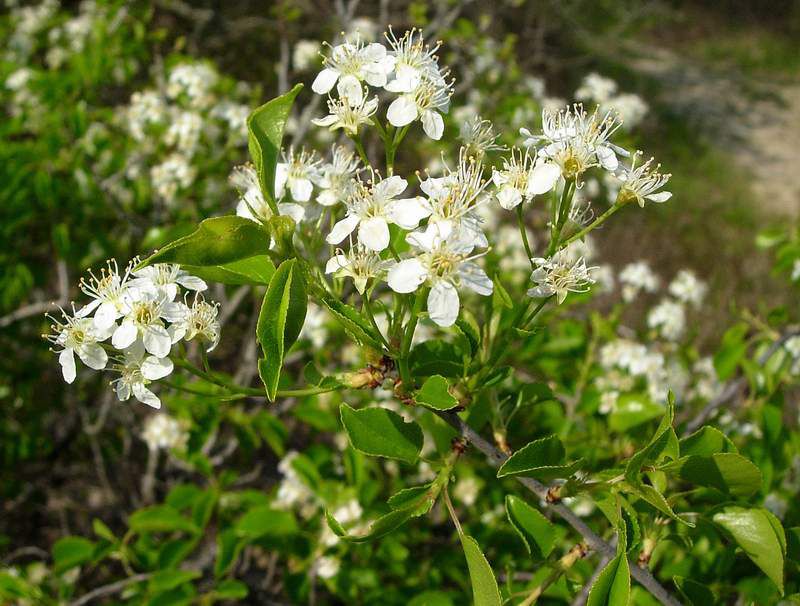 13 Aprile 2007 - Prosecco 02.JPG