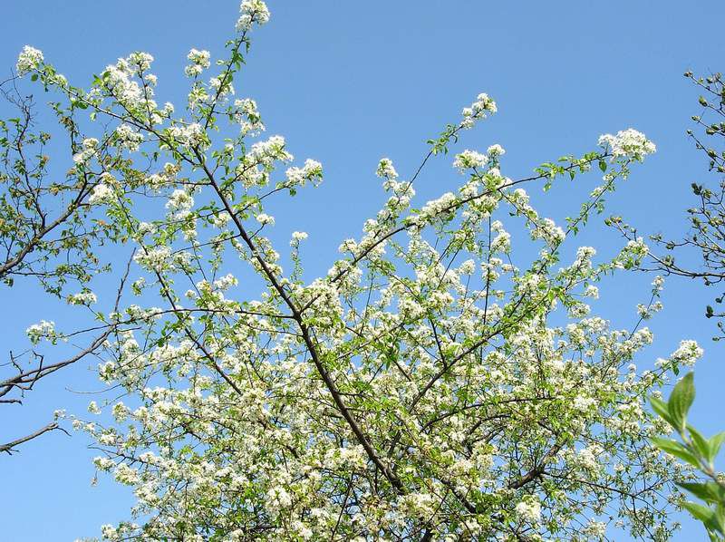 13 Aprile 2007 - Prosecco 03.JPG