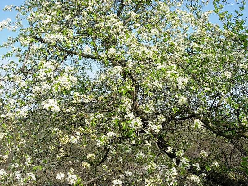 13 Aprile 2007 - Prosecco 04.JPG