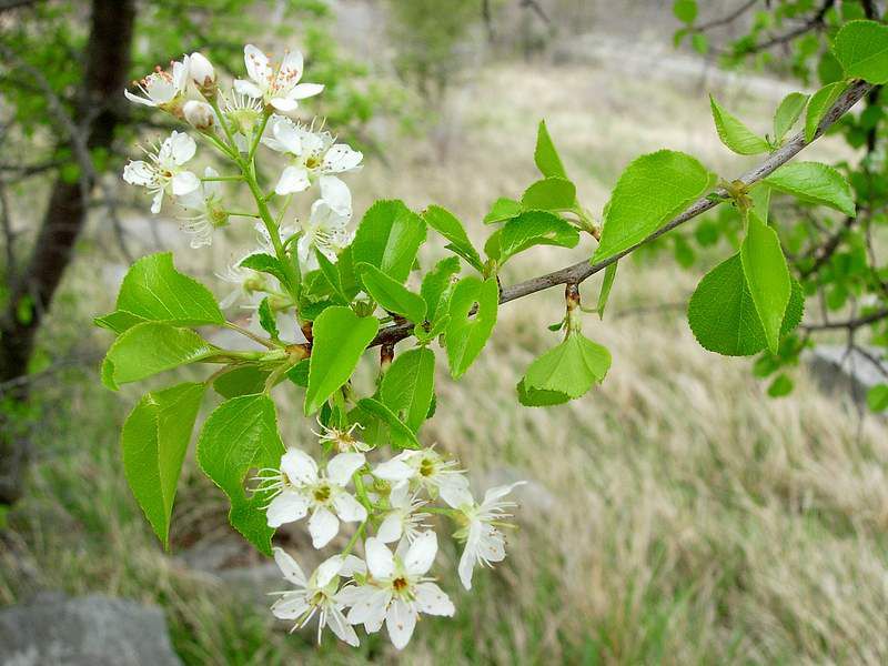 13 Aprile 2007 - Prosecco 05.JPG