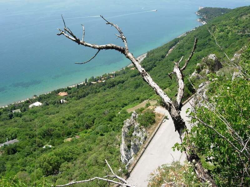 Scogliera di prosecco in primo piano Prunus mahaleb attaccato da candens e ptosima.jpg